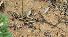 Meroles squamulosus