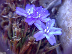 Limonium scabrum scabrum