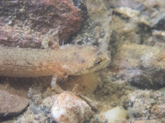 Eurycea guttolineata