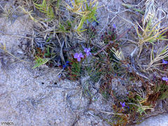 Limonium scabrum scabrum