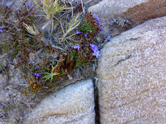 Limonium scabrum scabrum