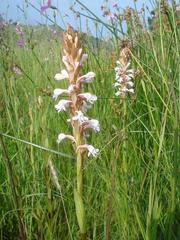 Satyrium hallackii ocellatum