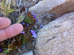 Limonium scabrum scabrum
