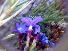 Limonium scabrum scabrum