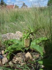 Eucomis montana