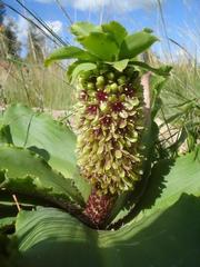Eucomis montana