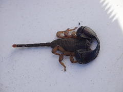 Opisthacanthus validus