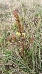 Melampyrum argyrocomum