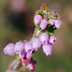 Erica hirtiflora hirtiflora