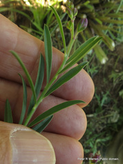 Polygala virgata virgata