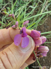 Polygala virgata virgata