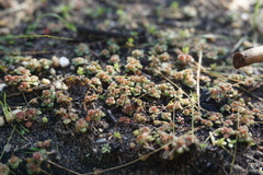 Crassula umbellata