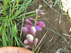 Polygala virgata virgata