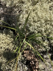 Oryzopsis asperifolia