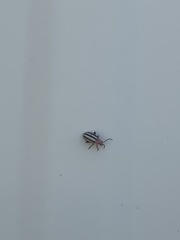 Disonycha leptolineata