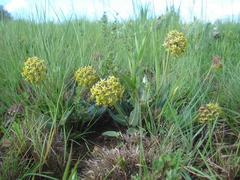 Asclepias vicaria
