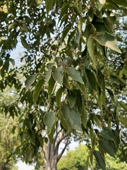 Ulmaceae