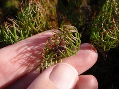 Serruria inconspicua