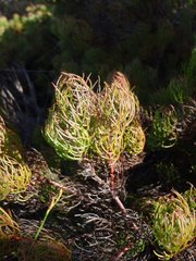 Serruria inconspicua