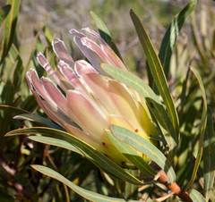 Protea burchellii