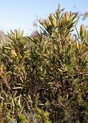 Protea burchellii