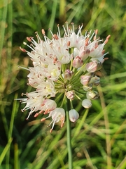 Allium suaveolens