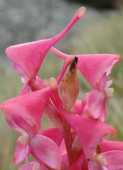 Disa clavicornis