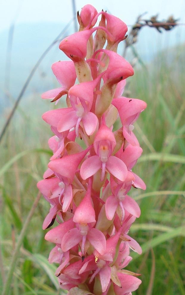 Disa clavicornis