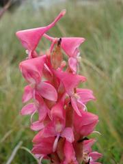 Disa clavicornis