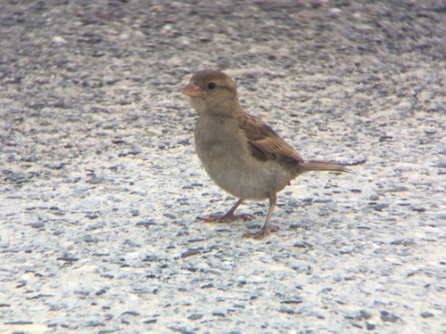House Sparrow photographed in New Jersey