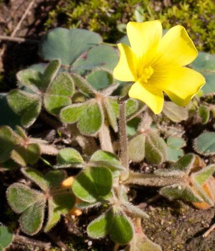 Oxalis compressa