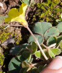 Oxalis compressa compressa