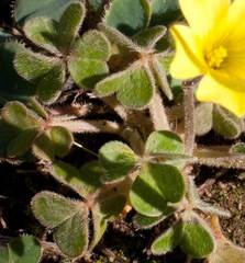 Oxalis compressa compressa