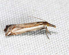 Raphiptera argillaceellus