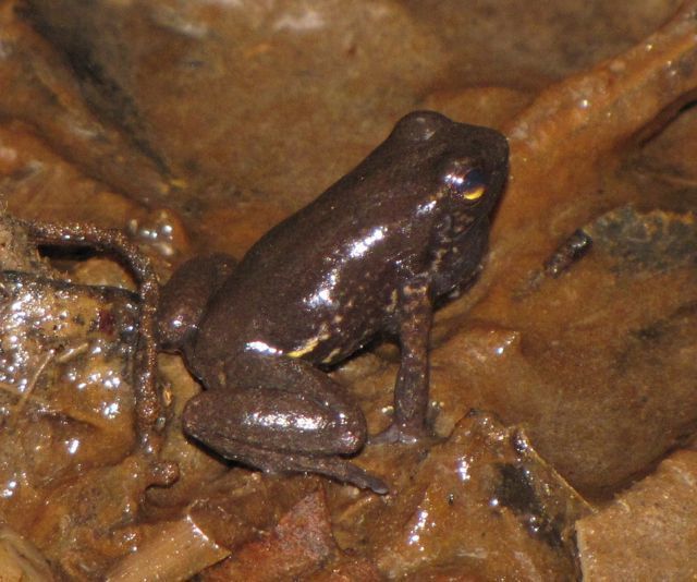 Cerro Socopo Fingered Poison Frog
