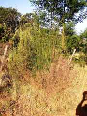 Thamnochortus insignis