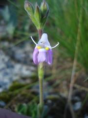 Craterostigma wilmsii