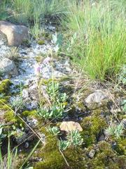 Craterostigma wilmsii