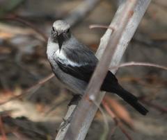 Mountain Wheatear photo 5