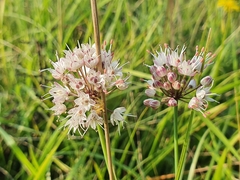 Allium suaveolens