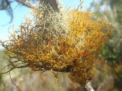 Teloschistes inflatus