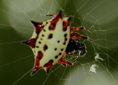 Gasteracantha sanguinolenta