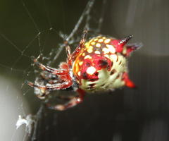 Gasteracantha sanguinolenta