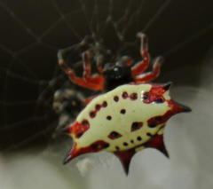 Gasteracantha sanguinolenta