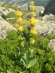 Gentiana lutea lutea