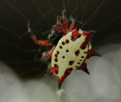 Gasteracantha sanguinolenta
