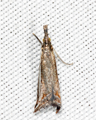 Raphiptera argillaceellus