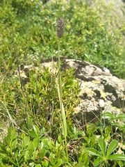 Phleum alpinum alpinum