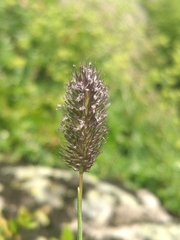 Phleum alpinum alpinum