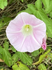 Calystegia sepium spectabilis